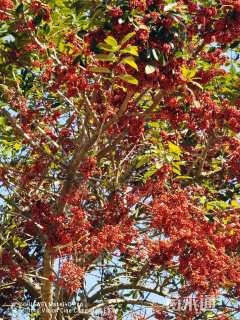 26公分红果冬青