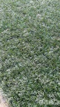 高度10厘米玉龙草