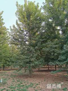 22公分美国红枫