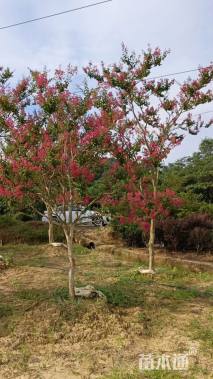 高度380厘米红花紫薇