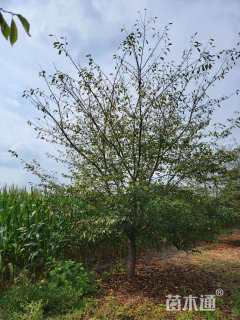 15公分染井吉野樱