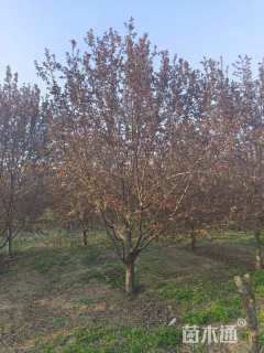 12公分凯尔斯海棠