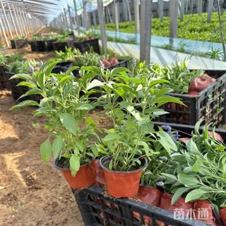 高度20厘米一串蓝