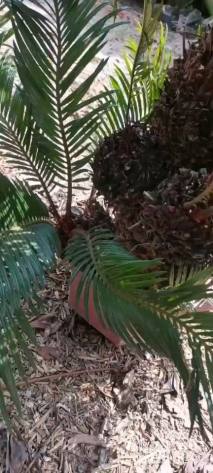 裸干高25厘米多头苏铁