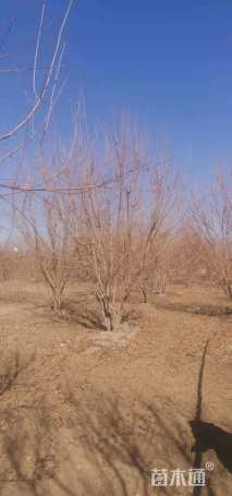 高度600厘米丛生元宝枫