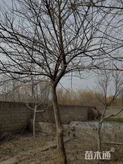 高度280厘米柘树