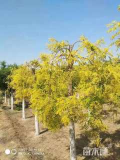 15公分金枝龙爪槐
