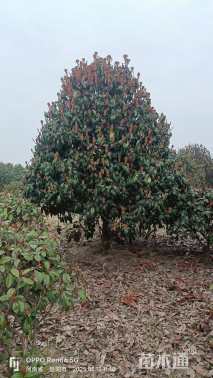 12公分椤木石楠