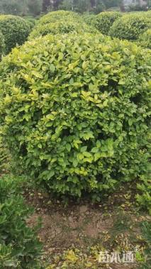 冠幅100厘米金叶女贞球