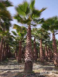 裸干高300厘米华盛顿棕榈