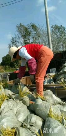 高度30厘米金叶石菖蒲