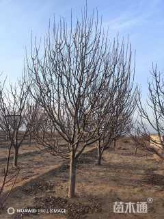 15.5公分八棱海棠