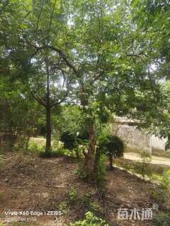 高度600厘米黄荆