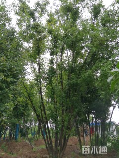 高度800厘米丛生三角枫