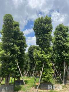 30公分多杆香樟