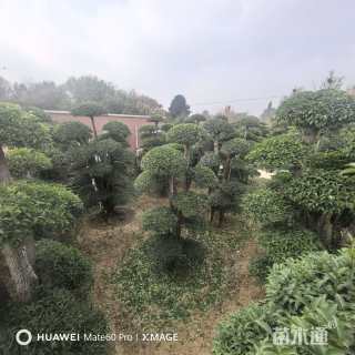 80公分造型大叶女贞