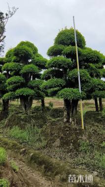 35公分造型椤木石楠