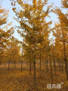 15公分金叶银杏