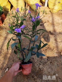 高度30厘米翠芦莉