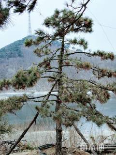 12公分造型油松