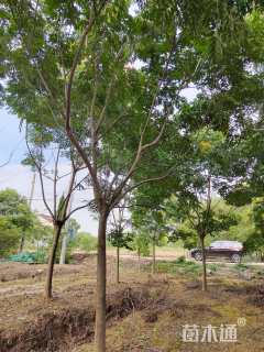 14公分栾树