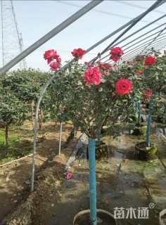 高度185厘米丛生月季