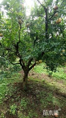 高度280厘米果石榴