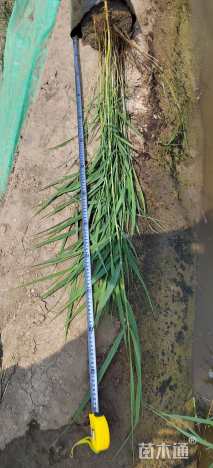 高度120厘米芦苇