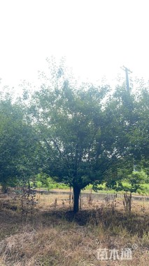 高度450厘米红叶石楠柱