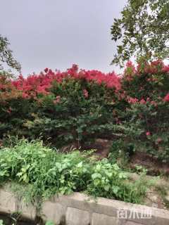 高度300厘米丛生紫薇
