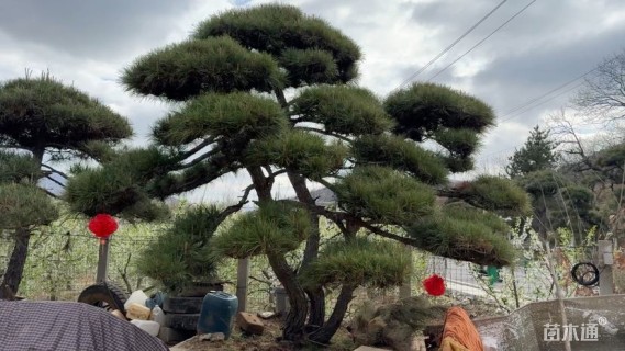 30公分造型油松