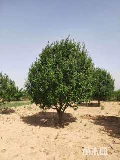 18公分八棱海棠