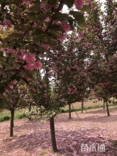 22公分日本晚樱