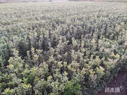 高度40厘米金边黄杨