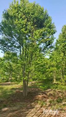 高度900厘米丛生美国红枫