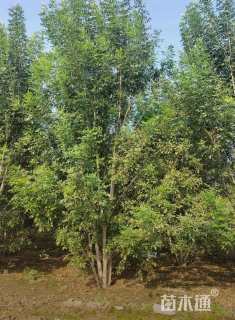 高度500厘米丛生白蜡