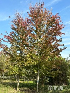 18公分美国红枫