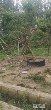 18公分造型罗汉松