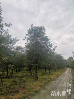 17公分黄花风铃木