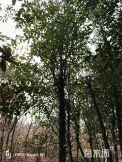 10公分椤木石楠