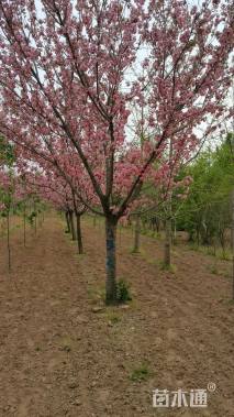 10公分日本晚樱