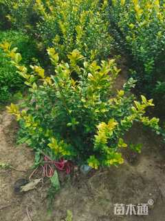 冠幅50厘米金叶女贞球