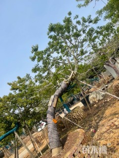 15公分红果冬青