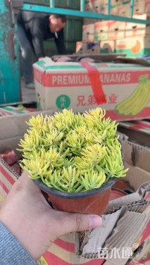 高度30厘米金叶佛甲草