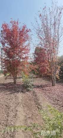 高度600厘米丛生美国红枫