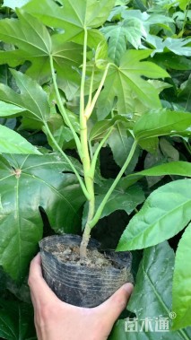 高度40厘米八角金盘