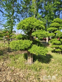 20公分造型对节白蜡