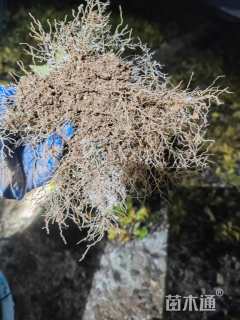 0.2公分北美冬青