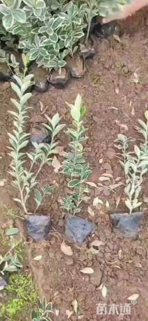 高度50厘米金边黄杨