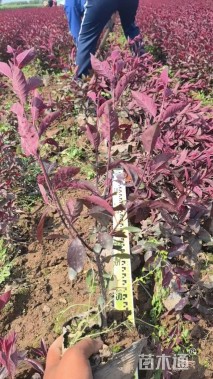 55公分紫叶矮樱